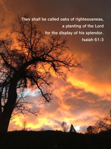 Oak tree in front of colorful sunset with the words "They shall be called oaks of righteousness, a planting of the Lord for the display of his splendor. Isaiah 61:3"